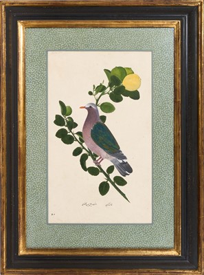 Lot 1230 - Rare set of five 19th century Calcutta Company School watercolours depicting birds and foliage