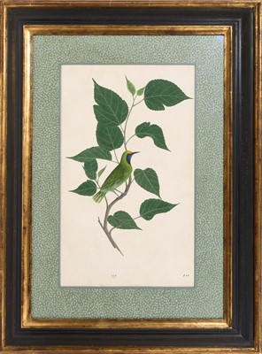 Lot 1230 - Rare set of five 19th century Calcutta Company School watercolours depicting birds and foliage