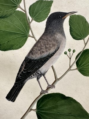 Lot 1230 - Rare set of five 19th century Calcutta Company School watercolours depicting birds and foliage