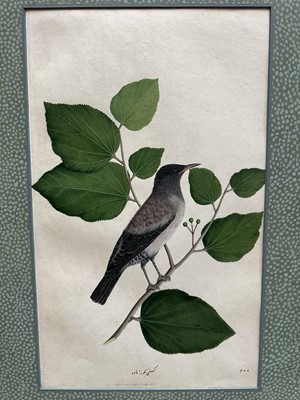 Lot 1230 - Rare set of five 19th century Calcutta Company School watercolours depicting birds and foliage