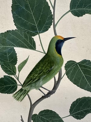 Lot 1230 - Rare set of five 19th century Calcutta Company School watercolours depicting birds and foliage