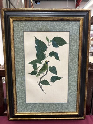 Lot 1230 - Rare set of five 19th century Calcutta Company School watercolours depicting birds and foliage