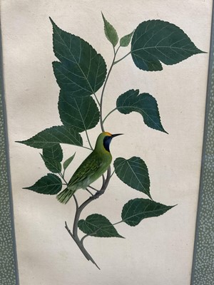 Lot 1230 - Rare set of five 19th century Calcutta Company School watercolours depicting birds and foliage