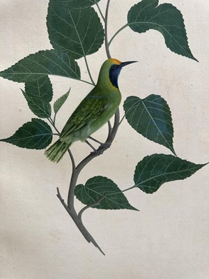 Lot 1230 - Rare set of five 19th century Calcutta Company School watercolours depicting birds and foliage