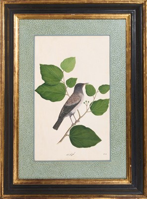 Lot 1230 - Rare set of five 19th century Calcutta Company School watercolours depicting birds and foliage