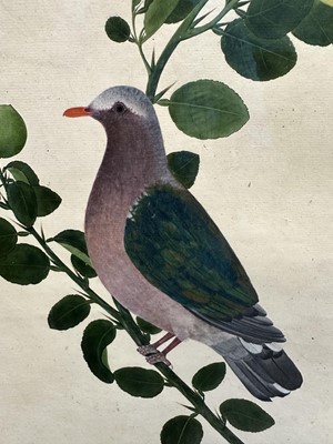 Lot 1230 - Rare set of five 19th century Calcutta Company School watercolours depicting birds and foliage