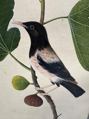 Lot 1230 - Rare set of five 19th century Calcutta Company School watercolours depicting birds and foliage