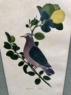 Lot 1230 - Rare set of five 19th century Calcutta Company School watercolours depicting birds and foliage