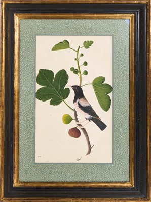 Lot 1230 - Rare set of five 19th century Calcutta Company School watercolours depicting birds and foliage