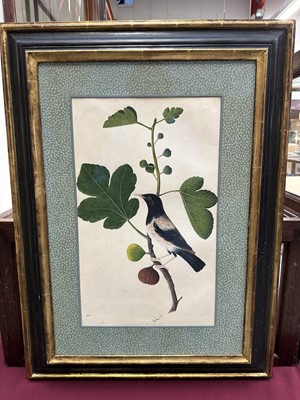 Lot 1230 - Rare set of five 19th century Calcutta Company School watercolours depicting birds and foliage