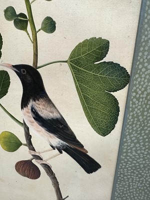 Lot 1230 - Rare set of five 19th century Calcutta Company School watercolours depicting birds and foliage