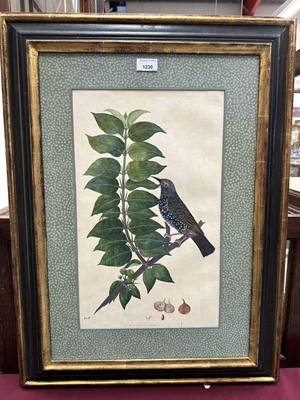 Lot 1230 - Rare set of five 19th century Calcutta Company School watercolours depicting birds and foliage