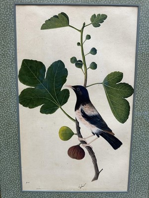 Lot 1230 - Rare set of five 19th century Calcutta Company School watercolours depicting birds and foliage