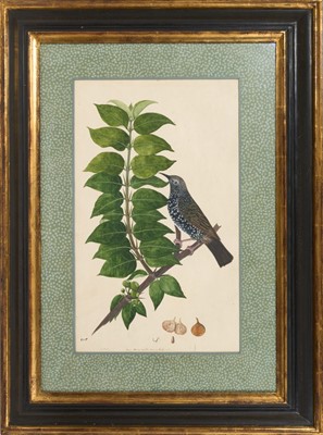 Lot 1230 - Rare set of five 19th century Calcutta Company School watercolours depicting birds and foliage