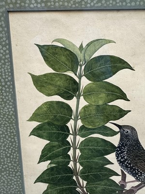 Lot 1230 - Rare set of five 19th century Calcutta Company School watercolours depicting birds and foliage