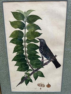 Lot 1230 - Rare set of five 19th century Calcutta Company School watercolours depicting birds and foliage