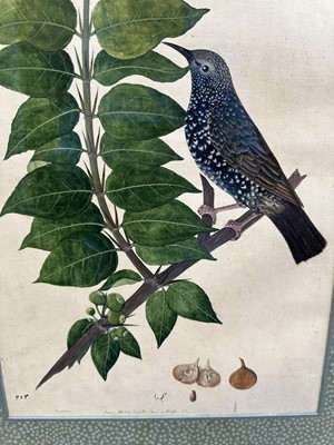 Lot 1230 - Rare set of five 19th century Calcutta Company School watercolours depicting birds and foliage