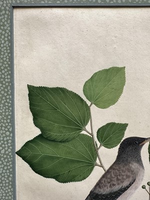 Lot 1230 - Rare set of five 19th century Calcutta Company School watercolours depicting birds and foliage