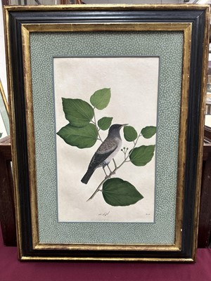 Lot 1230 - Rare set of five 19th century Calcutta Company School watercolours depicting birds and foliage