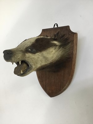 Lot 943 - Edward Gerrard & Sons Badger mask on oak shield