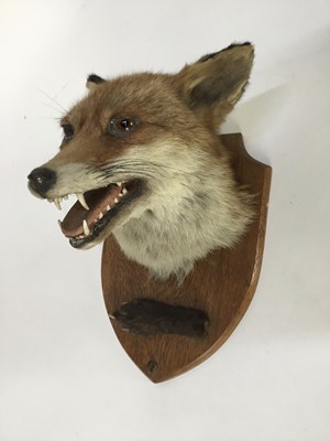 Lot 944 - Early 20th century Fox mask and pad mounted on an oak shield