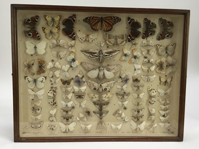 Lot 939 - Edwardian glazed case containing a collection of butterflies and moths, 35cm x 45cm