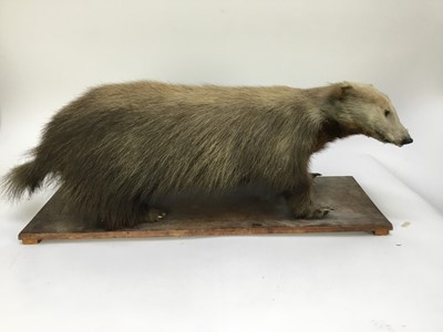 Lot 880 - Full size Badger mounted on a wooden base, 80cm long overall