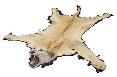 Lot 875 - Early 20th century Lion skin rug with full head mount, remnants of backing, 229cm nose to tail, 170cm paw to paw