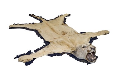 Lot 876 - Early 20th century Lion skin rug with full head mount, remnants of backing, 253cm nose to tail, 177cm paw to paw