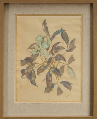 Lot 934 - *John Northcote Nash (1893-1977) watercolour - 'Helleborus Corsicus', signed, 53cm x 40cm, in glazed frame