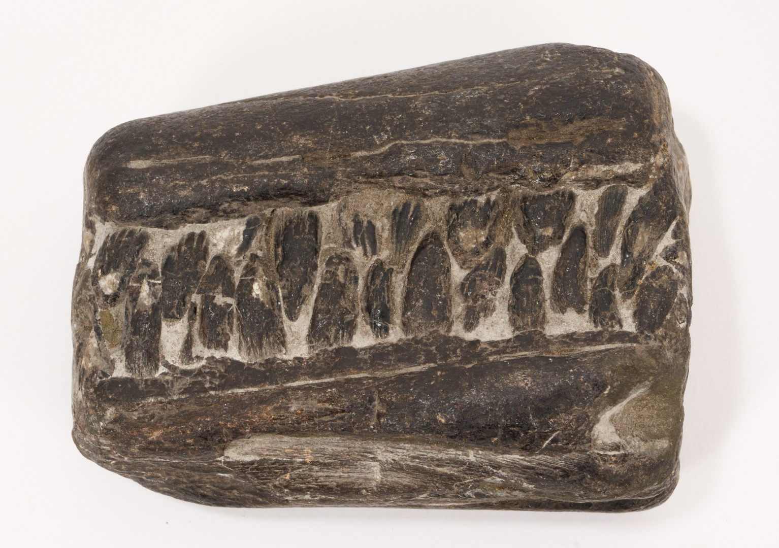 Lot 758 - Group of fossils