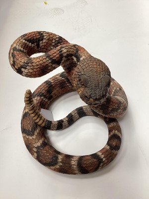 Lot 2575 - Three life-size Country Artists models of reptiles: iguana, rattle snake and baby alligator (3)