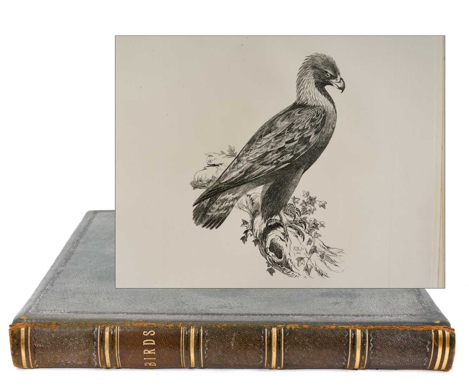 Lot 865 - Edward Backhouse Jnr. (1808-1879), bound collection of etchings of birds, circa 1840