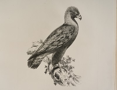 Lot 865 - Edward Backhouse Jnr. (1808-1879), bound collection of etchings of birds, circa 1840