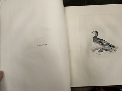 Lot 865 - Edward Backhouse Jnr. (1808-1879), bound collection of etchings of birds, circa 1840