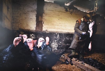 Lot 1053 - Justin Partyka (b. 1972) photographic print - Turkey Plucking, Norfolk 2004, signed and titled verso, 48.5cm x 72.5cm, in glazed frame