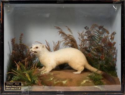 Lot 887 - Gunn of Norwich taxidermy Stoat, titled Great Bealings, January 1905, label to rear, 33 x 43cm