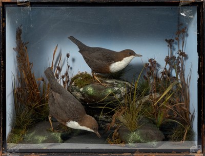 Lot 888 - Gunn of Norwich taxidermy group of White throated Dippers, 33 x 43cm, label to rear