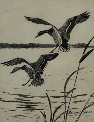 Lot 1070 - *Roland Green (1896-1972) pen and ink drawing - Mallard in Flight, signed, 21.5cm x 16.5cm, in glazed frame