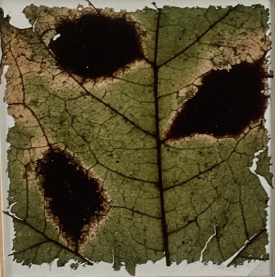 Lot 82 - Garry Fabian Miller (b. 1957) photographic print - Torn sycamore, 4/5, 1984, 9cm x 9cm, glazed frame