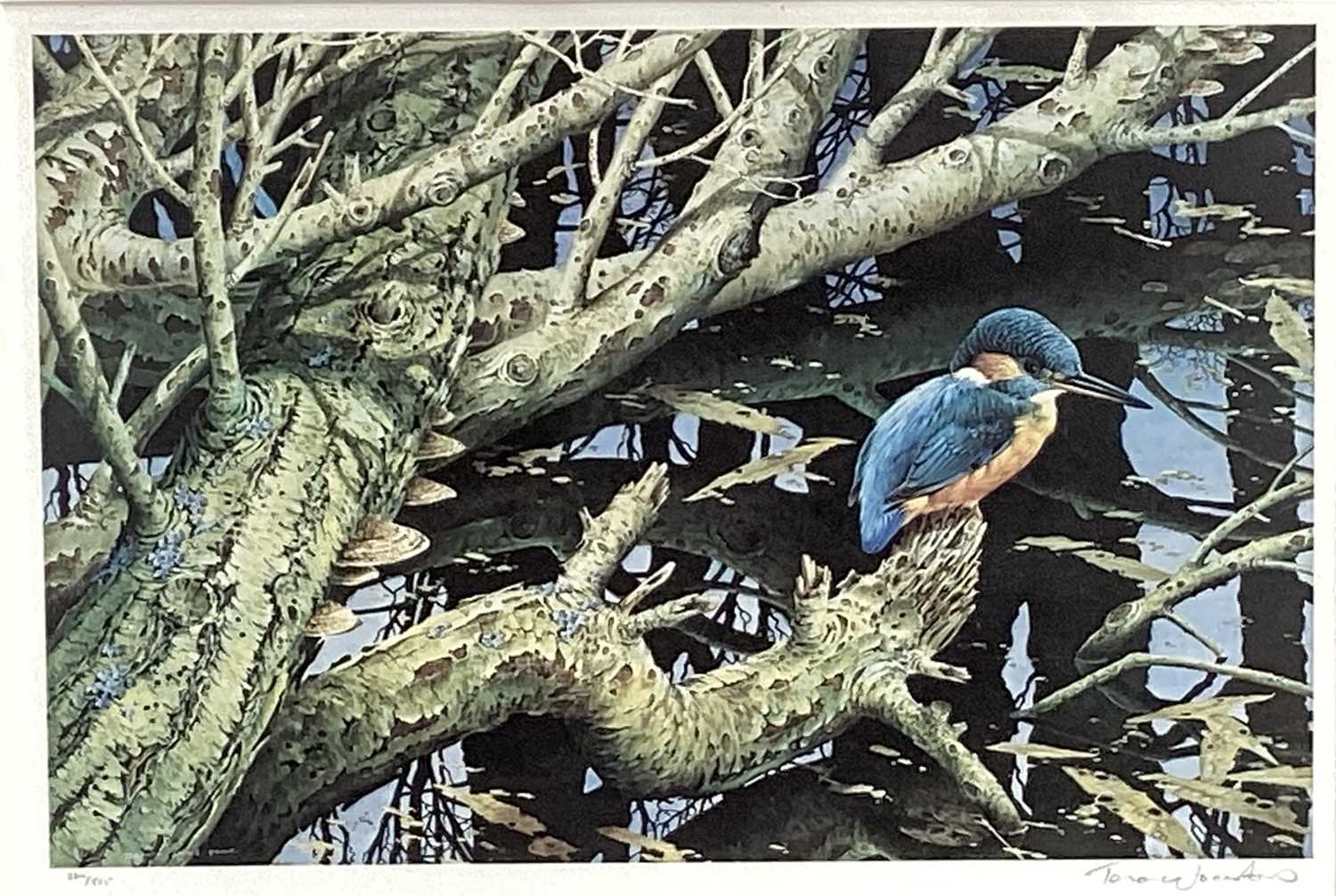 Lot 104 - Terence James Bond signed print - Kingfisher, 386/525, 30cm x 45cm in glazed frame (74cm x 84cm overall)