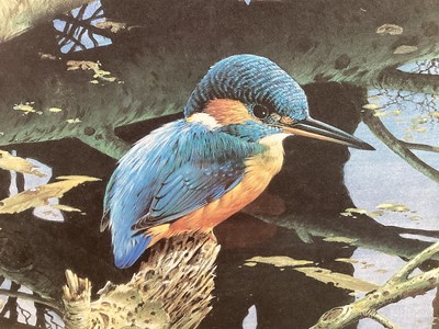 Lot 104 - Terence James Bond signed print - Kingfisher, 386/525, 30cm x 45cm in glazed frame (74cm x 84cm overall)