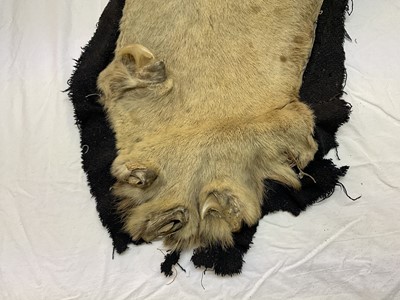 Lot 1739 - Early 20th century tiger skin on black backing, probably by Van Ingen, nose to tail 260cm x paw to paw 190cm