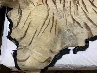 Lot 1739 - Early 20th century tiger skin on black backing, probably by Van Ingen, nose to tail 260cm x paw to paw 190cm