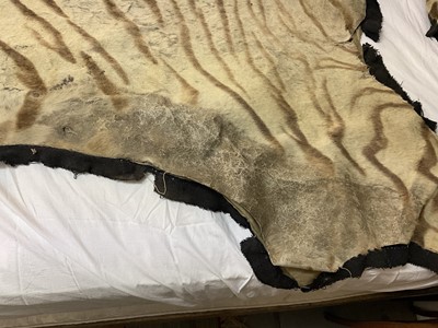 Lot 1739 - Early 20th century tiger skin on black backing, probably by Van Ingen, nose to tail 260cm x paw to paw 190cm