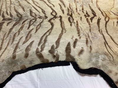 Lot 1739 - Early 20th century tiger skin on black backing, probably by Van Ingen, nose to tail 260cm x paw to paw 190cm