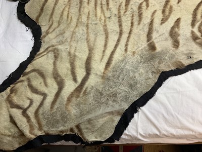 Lot 1739 - Early 20th century tiger skin on black backing, probably by Van Ingen, nose to tail 260cm x paw to paw 190cm