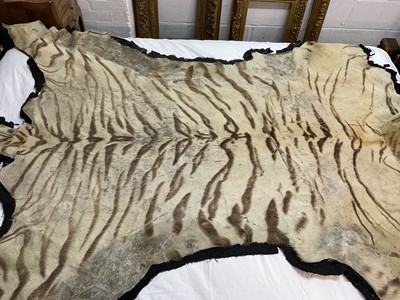 Lot 1739 - Early 20th century tiger skin on black backing, probably by Van Ingen, nose to tail 260cm x paw to paw 190cm