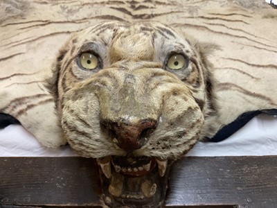 Lot 1739 - Early 20th century tiger skin on black backing, probably by Van Ingen, nose to tail 260cm x paw to paw 190cm