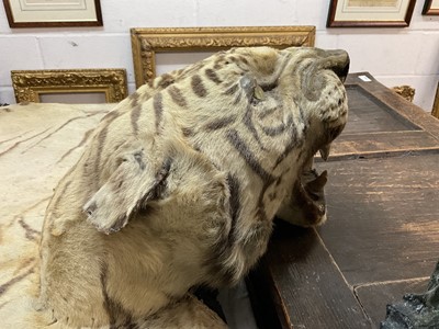 Lot 1739 - Early 20th century tiger skin on black backing, probably by Van Ingen, nose to tail 260cm x paw to paw 190cm